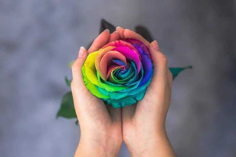 розы цвета и их значение