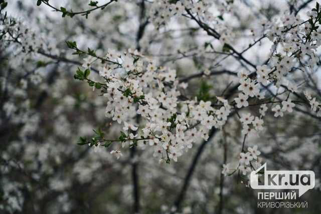 Дощ та посилення вітру: погода у Кривому Розі 26 квітня