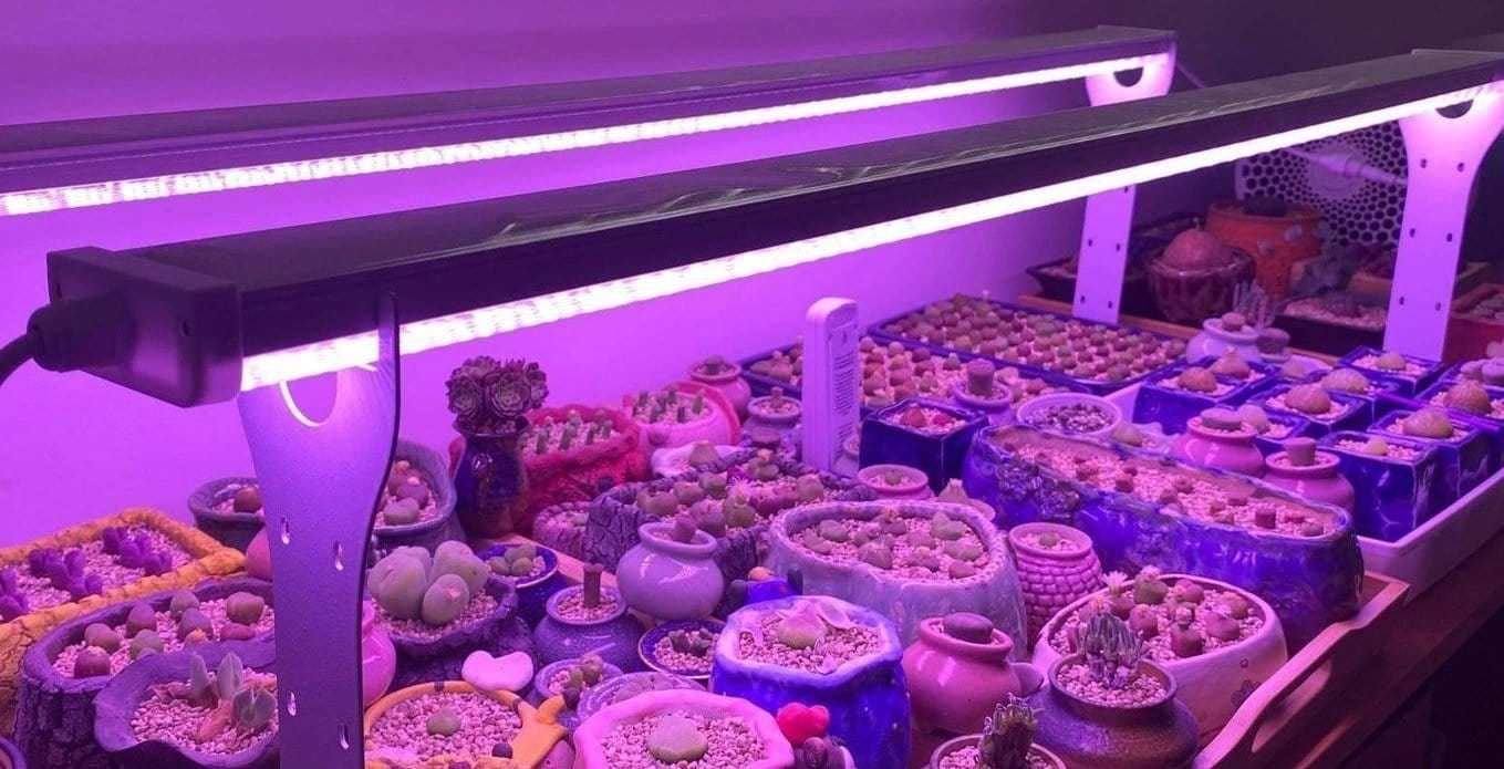 освещение для суккулентов
