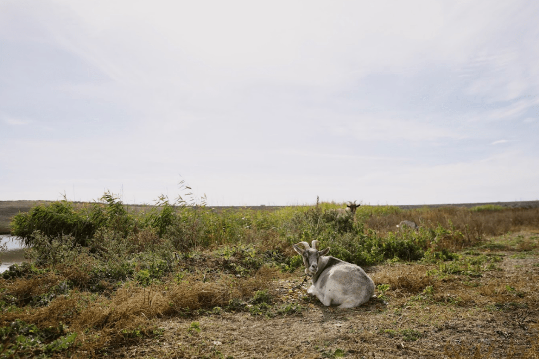 Фото: Let's do it Ukraine