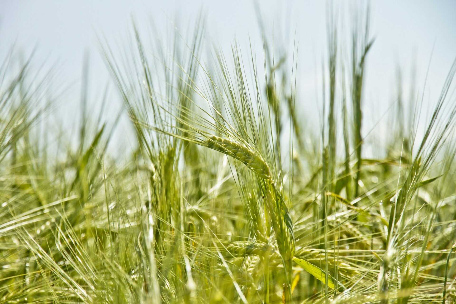 Аграрна платформа