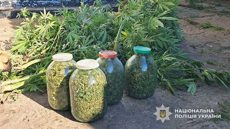 Дніпрянин виростив коноплі на 400 тисяч гривень