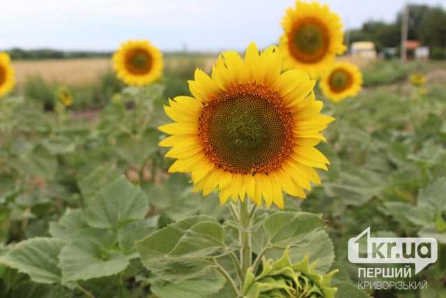 Якої погоди чекати криворіжцям в перші вихідні серпня