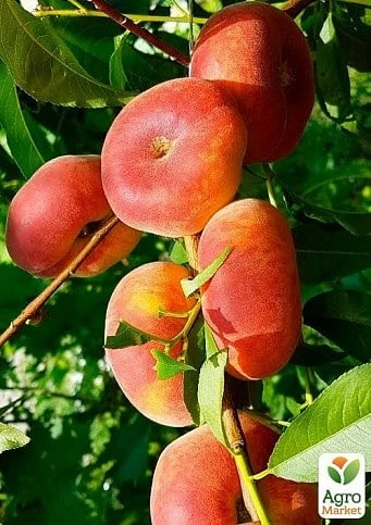 персик для домашнего сада