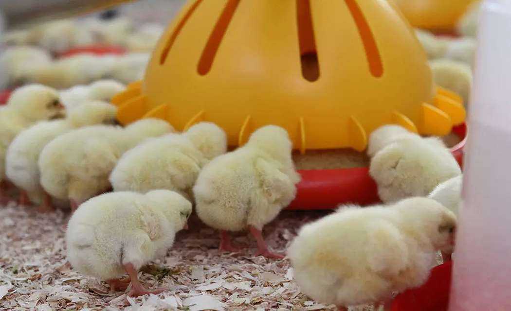 Як правильно годувати курей та бройлерів: що реально впливає на продуктивність