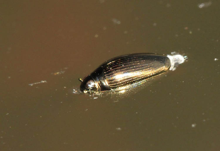 Col._Gyrinidae._Gyrinus__MG_0852a