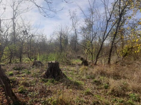 Знищена перлина Дніпропетровщини: непоправна втрата лісового урочища.
